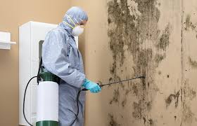 Professional Mold Removal & Remediation in Albany, WI